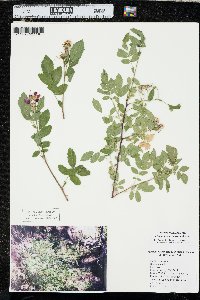 Rosa woodsii var. ultramontana image