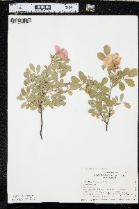 Rosa woodsii image