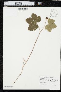 Rubus chamaemorus image