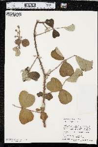 Rubus ellipticus image