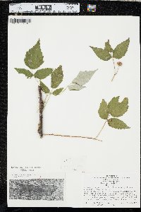 Rubus occidentalis image