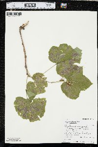 Rubus parviflorus image