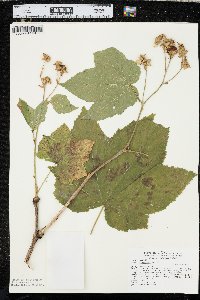 Rubus parviflorus image