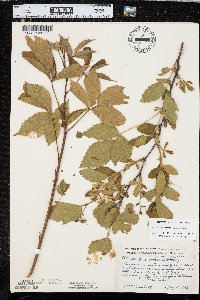 Rubus recurvans image