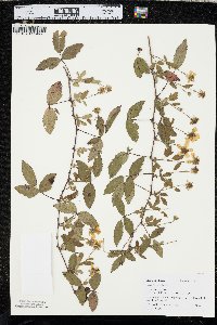 Rubus trivialis image