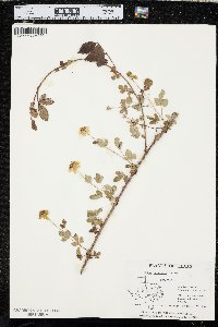 Rubus trivialis image