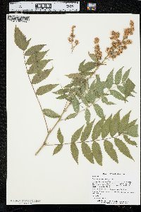 Sorbaria sorbifolia image