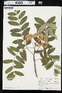 Sorbus americana image