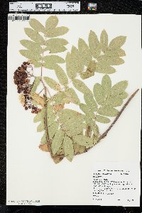 Sorbus scopulina var. scopulina image