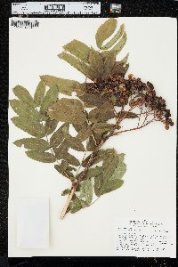 Sorbus scopulina image