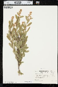 Spiraea alba image