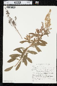 Spiraea alba image