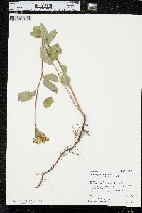 Spiraea lucida image