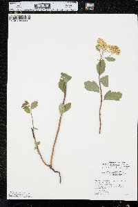 Spiraea lucida image
