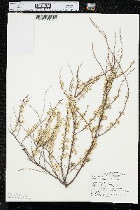 Spiraea thunbergii image