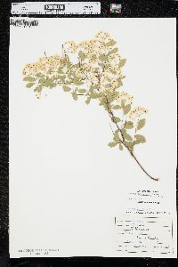 Spiraea × vanhouttei image