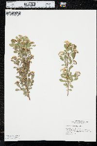 Spiraea × vanhouttei image