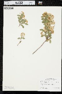 Spiraea × vanhouttei image