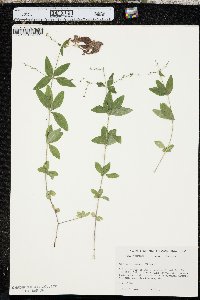 Galium circaezans image