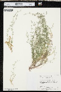 Galium microphyllum image