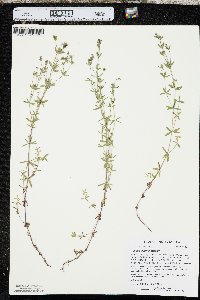 Galium obtusum image