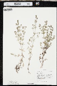 Galium obtusum image