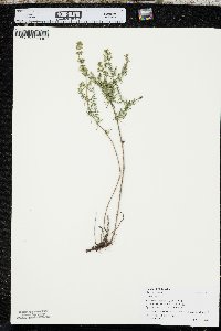 Galium verum image