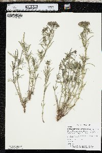 Stenaria nigricans image