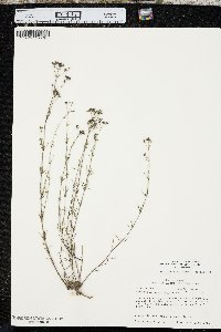 Stenaria nigricans image