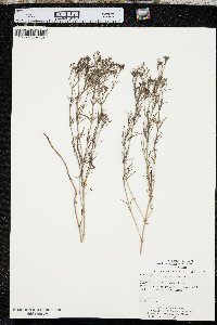 Stenaria nigricans image