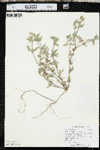 Richardia scabra image