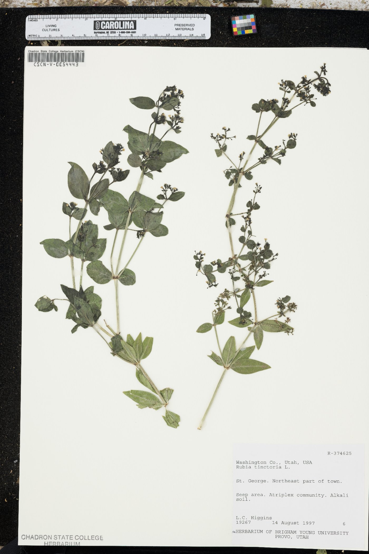 Rubia tinctorum image