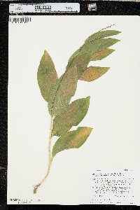 Maianthemum racemosum subsp. amplexicaule image