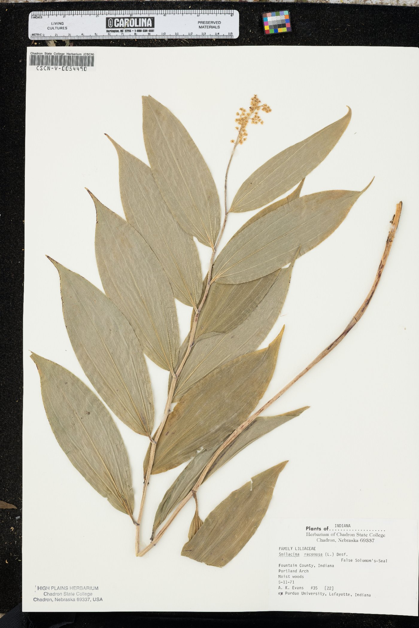 Maianthemum racemosum var. racemosum image