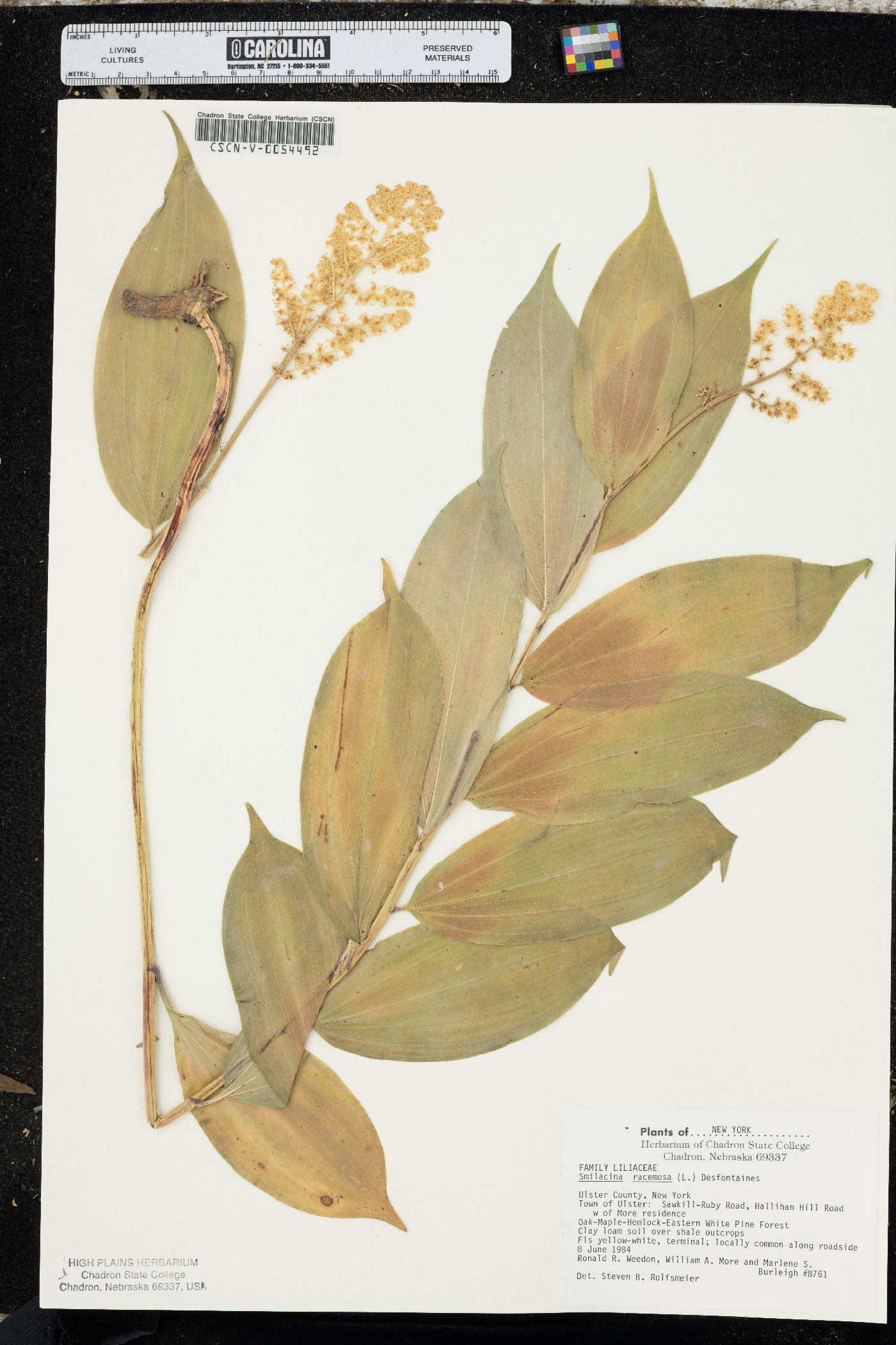 Maianthemum racemosum var. racemosum image