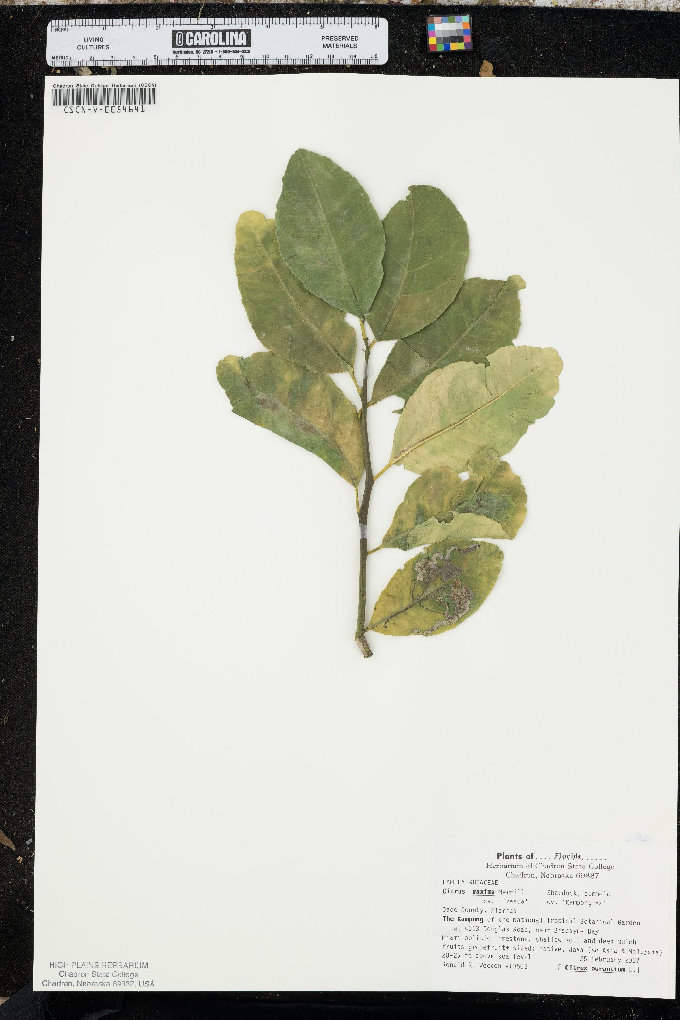 Citrus maxima image