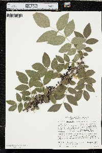 Zanthoxylum americanum image