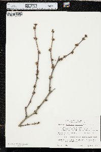 Zanthoxylum americanum image