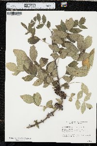 Zanthoxylum americanum image