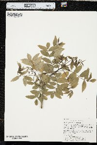 Zanthoxylum clava-herculis image