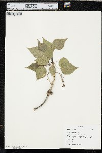 Populus acuminata image