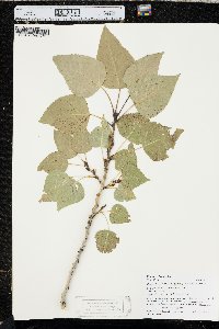 Populus acuminata image