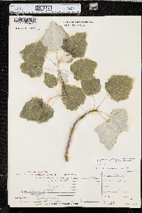 Populus alba image