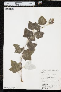 Populus alba image