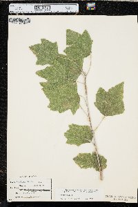 Populus alba image