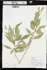 Populus angustifolia image