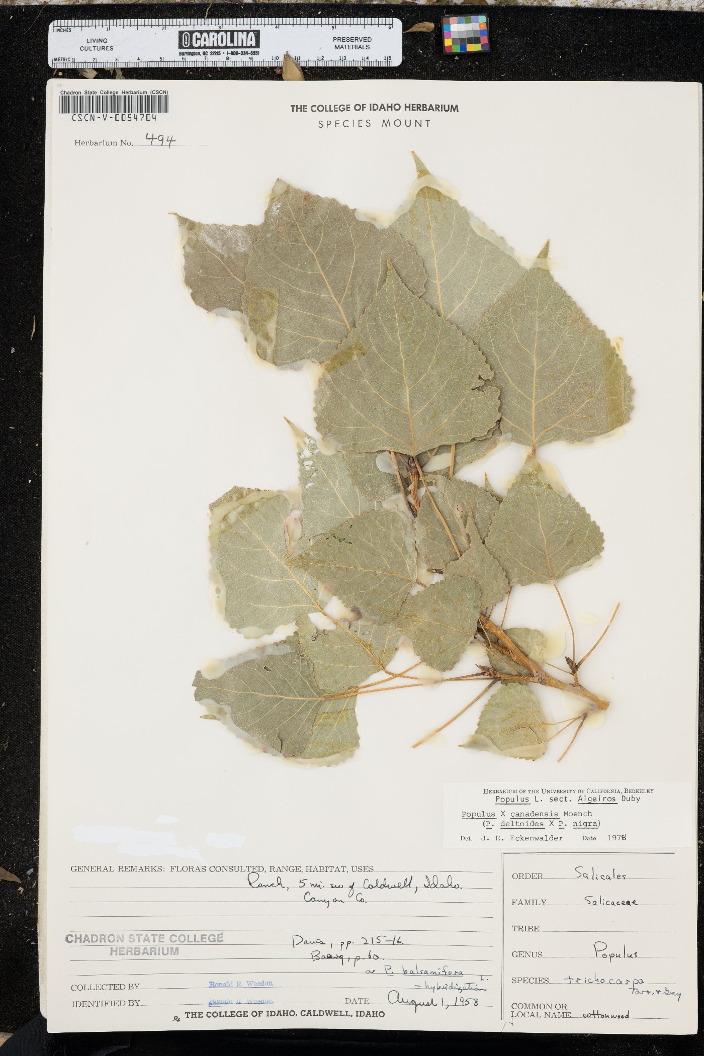 Populus x canadensis image