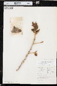Populus deltoides subsp. monilifera image
