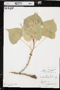 Populus deltoides subsp. monilifera image