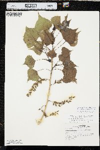 Populus deltoides subsp. monilifera image